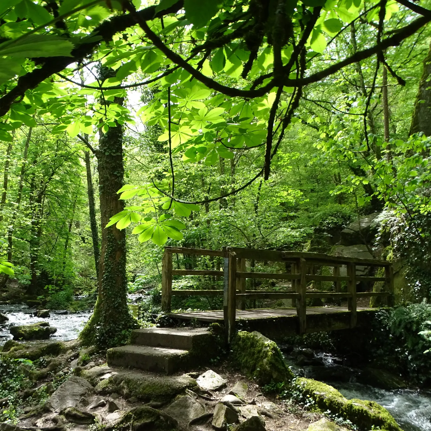 Un petit pont en bois traverse une rivière dans un bois vert et ensoleillé