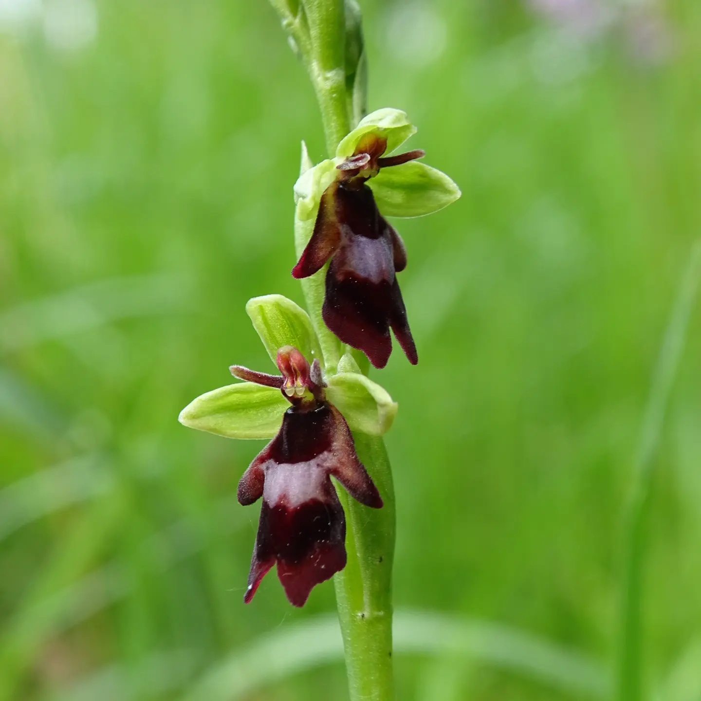 Une orchidée mouche, deux petites fleurs violette-brune sur tige verte